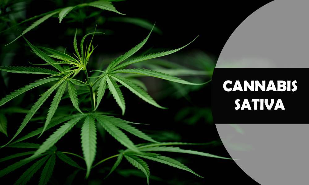 Cannabis Sativa