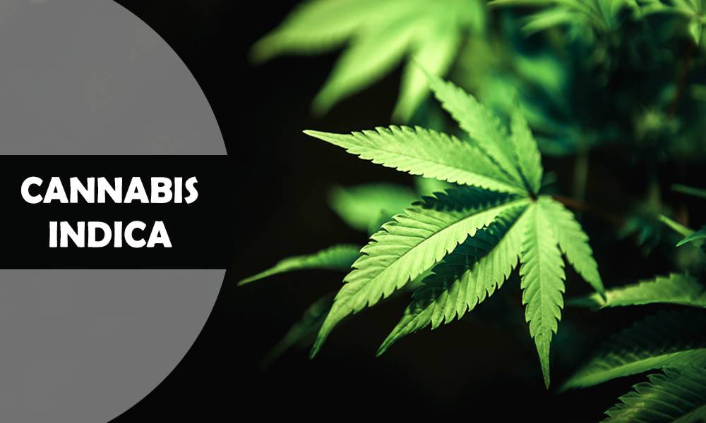 Cannabis Indica